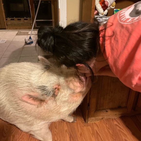 ❤Southern Oaks Sanctuary-All Sales Support our Non-Profit❤ - Picture 11 of 16